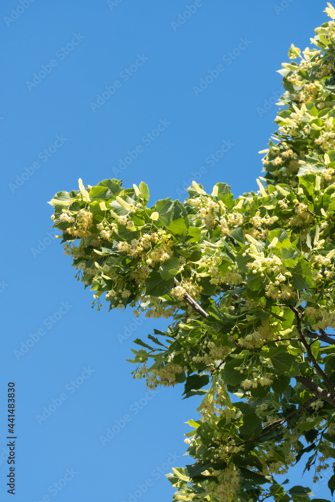 linden tree and flowers, blue sky background, springtime, linden tree and flowers, blue sky background, springtime,