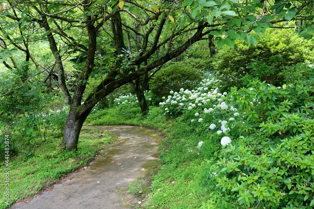 Fototapeta premium 新緑 道 アジサイの花 風景