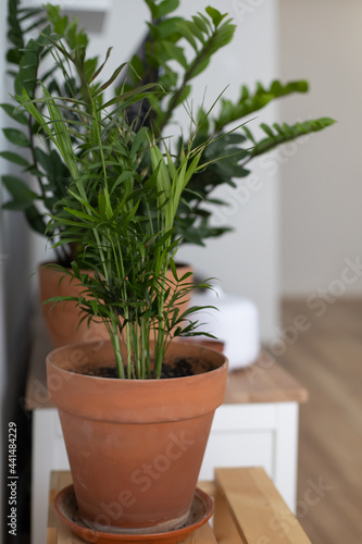 Green houseplant in a clay pot in a minimalistic Scandinavian style apartment.