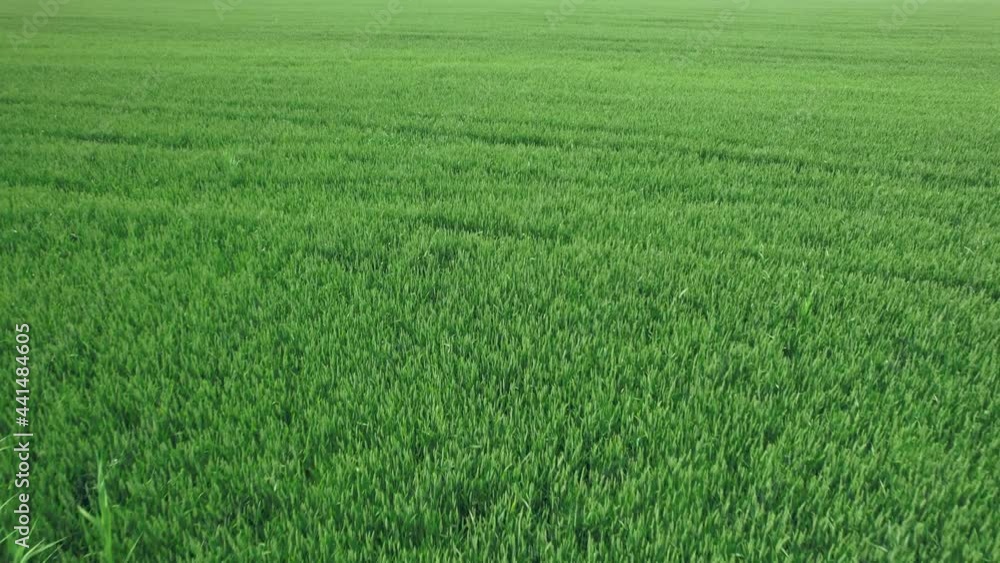 Aerial shot of green soybean field at agricultural farm. Bueutiful nature landscape. 4k stock footage. Aerial shot of green soybean field at agricultural farm. Bueutiful nature landscape. 4k stock footage.