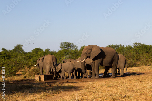 Kruger National Park  elephant