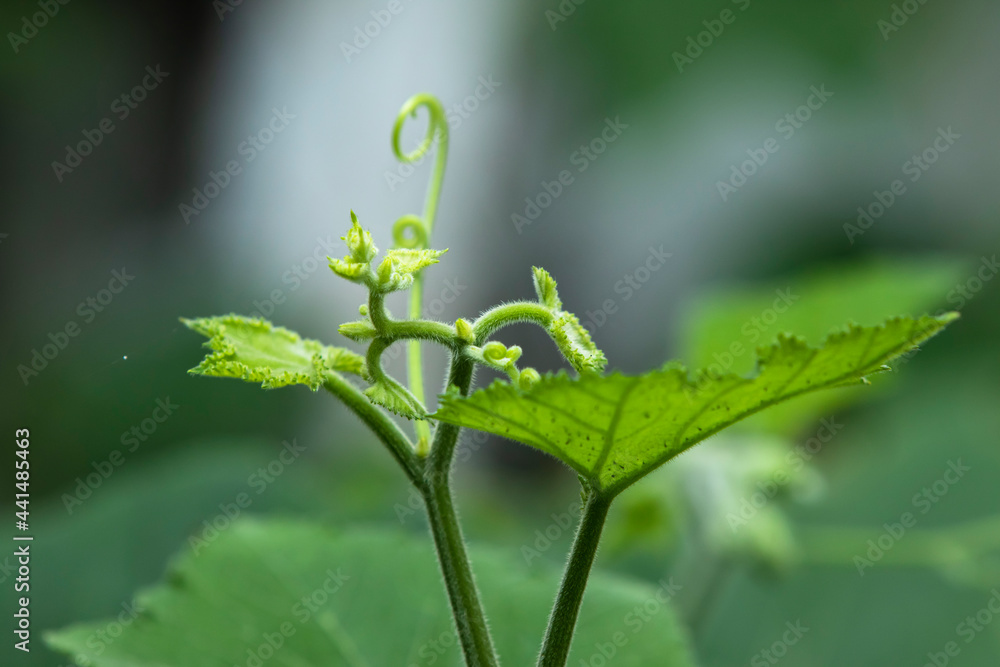 Obraz premium Close up of Chayote leaf
