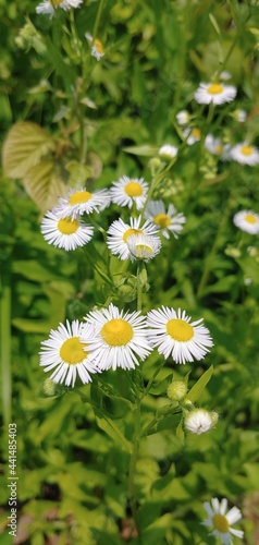 daisies in a field