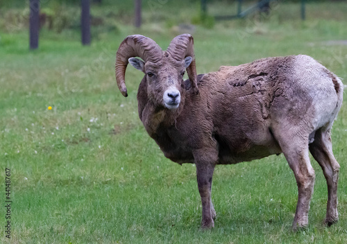 BigHorn sheep at Ram Falls Provincial Park , Alberta Canada