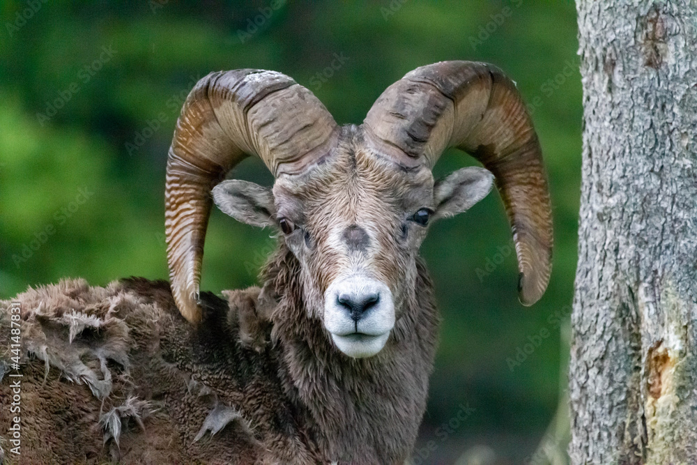 close up of a big horn sheep