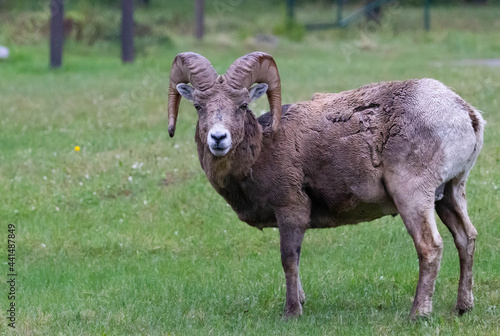 Big Horn Sheep in a meadow