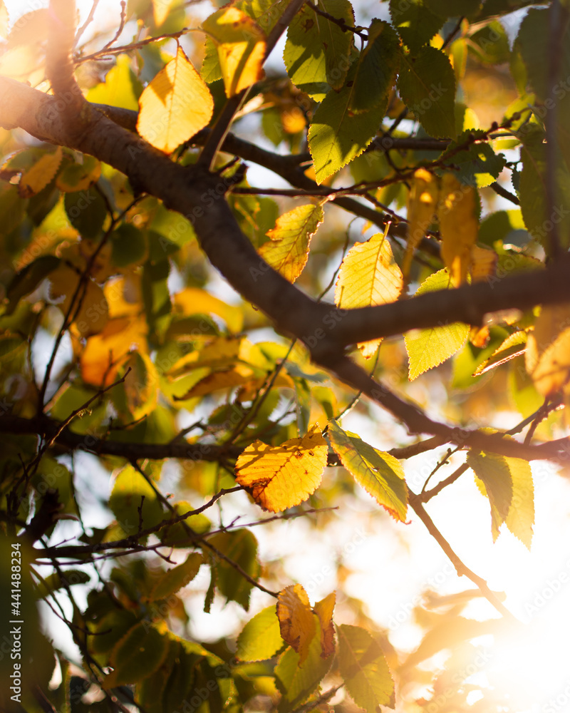 Autumn Leaves in front of the Rising Sun Autumn Leaves in front of the Rising Sun