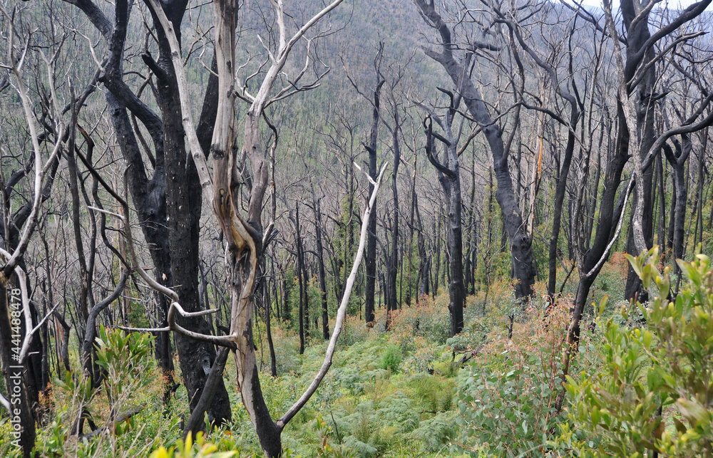 After the bushfires new growth appears on the burnt out trees and ground cover reappears. Images captured in eastern Victoria , Kinglake and the Dandenongs in early morning fog. After the bushfires new growth appears on the burnt out trees and ground cover reappears. Images captured in eastern Victoria , Kinglake and the Dandenongs in early morning fog.
