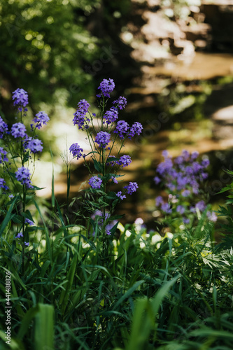 Wallpaper Mural Purple wildflowers growing next to a creek in the midwest Torontodigital.ca