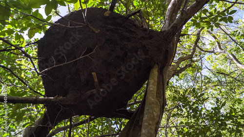 Termite nest built in trees in tropical Puerto Rico, Nasutitermes costalis photo