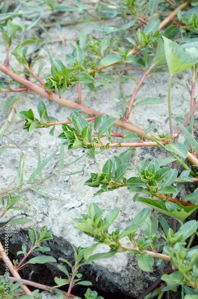 Fototapeta premium green plant on the ground
