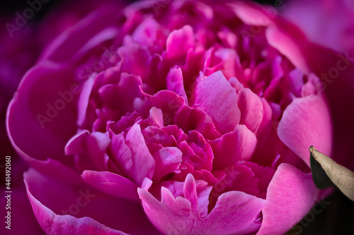 pink peony flower closeup