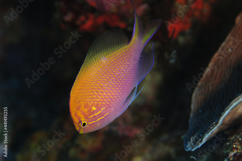 美しいハナゴンベ