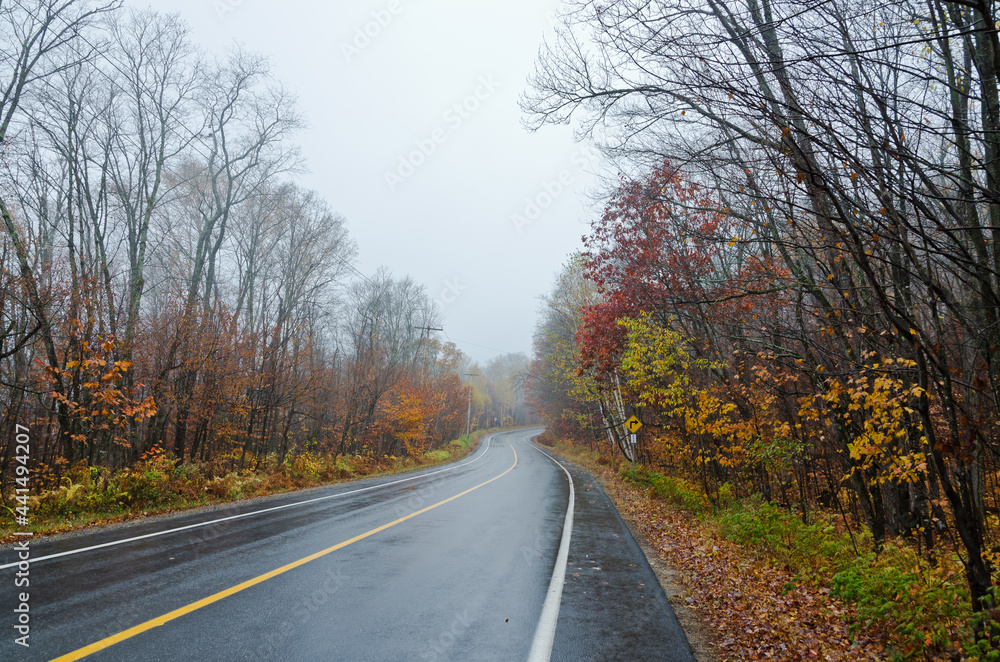 Forest road