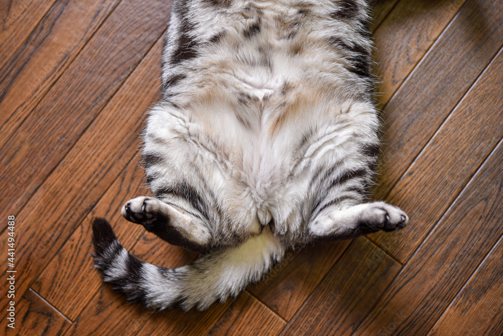 もふもふな猫のお腹 Stock Photo Adobe Stock もふもふな猫のお腹 Stock Photo Adobe Stock