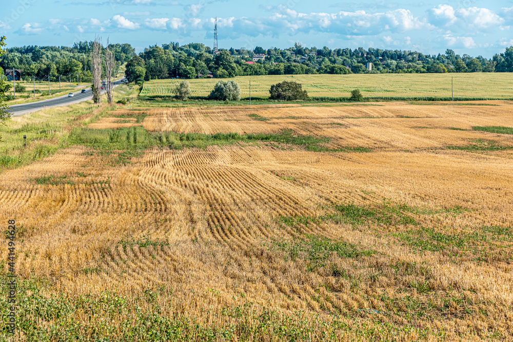 Fototapeta premium Yellow farm field