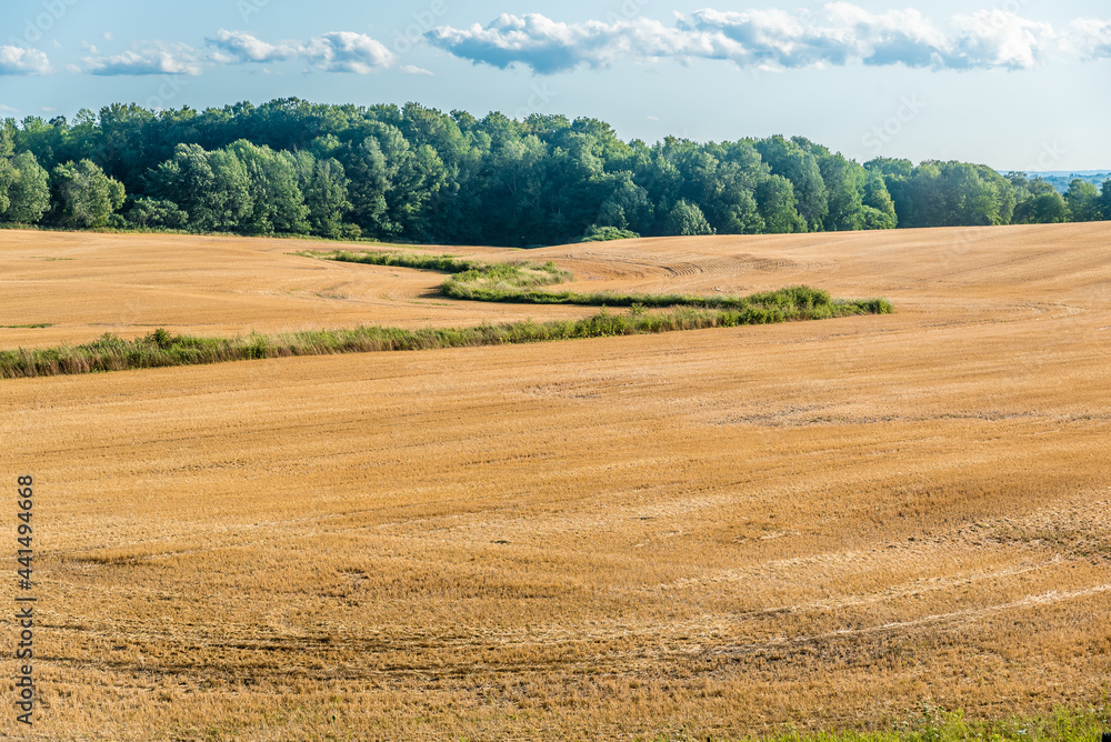 Yellow farm field