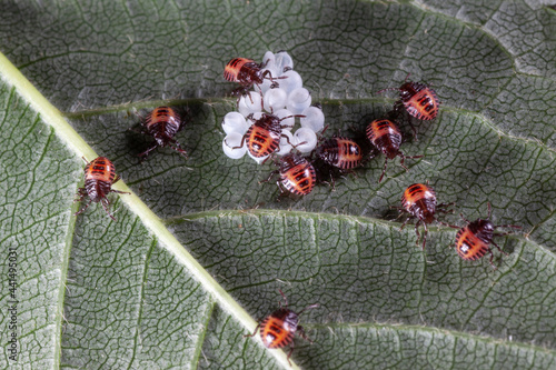 White margined Burrowing Bug and eggs photo