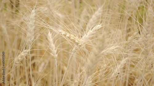 Wheat flour in wind 
