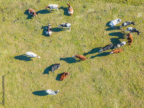 Aerial view of a heard of cows grazing in a green paddock