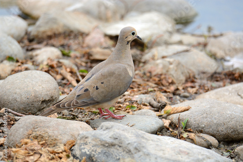 Mourning dove bird or Zenaida macroura camouflaged by rocks and debris by lake edge
