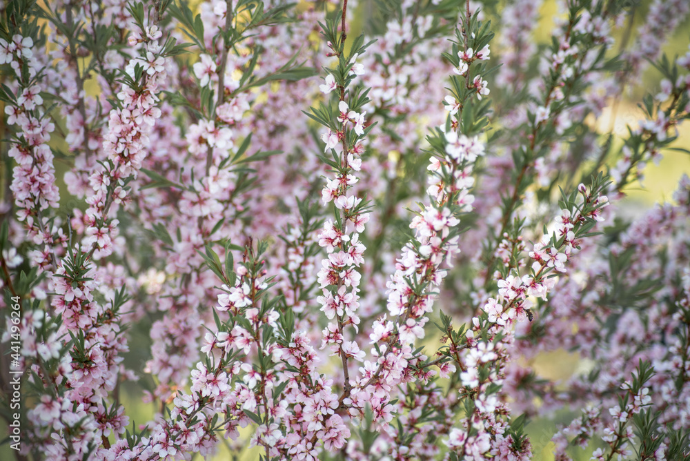 beautiful pink flowers on the branches of a spring apple tree close up