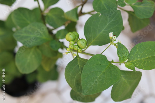 Leunca is a typical Asian fruit, also known as black nightshade photo