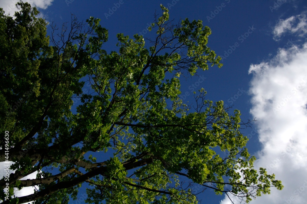tree tree