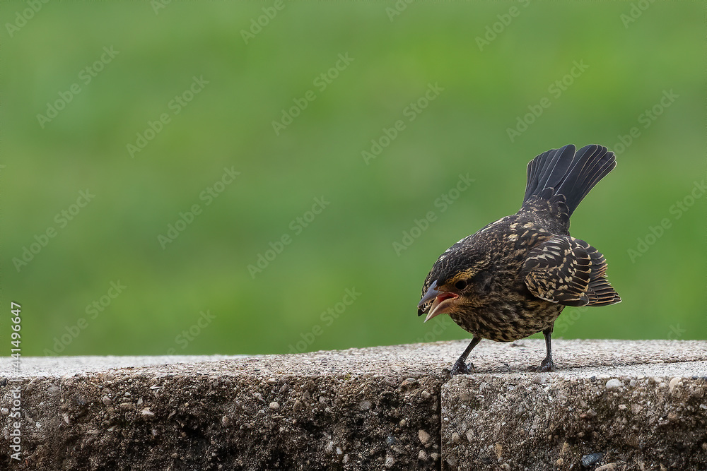Obraz premium Young red-winged blackbird (Agelaius phoeniceus) asking for food