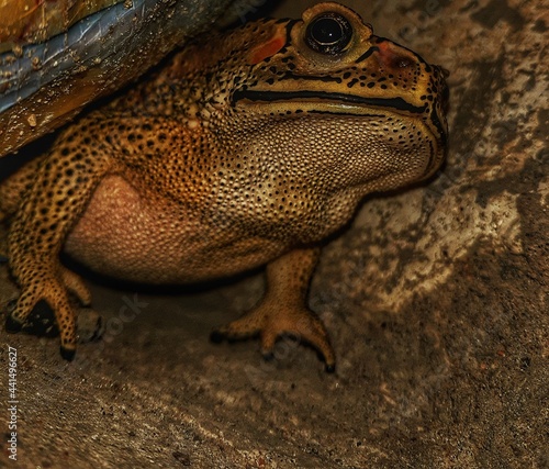 close up of a frog
