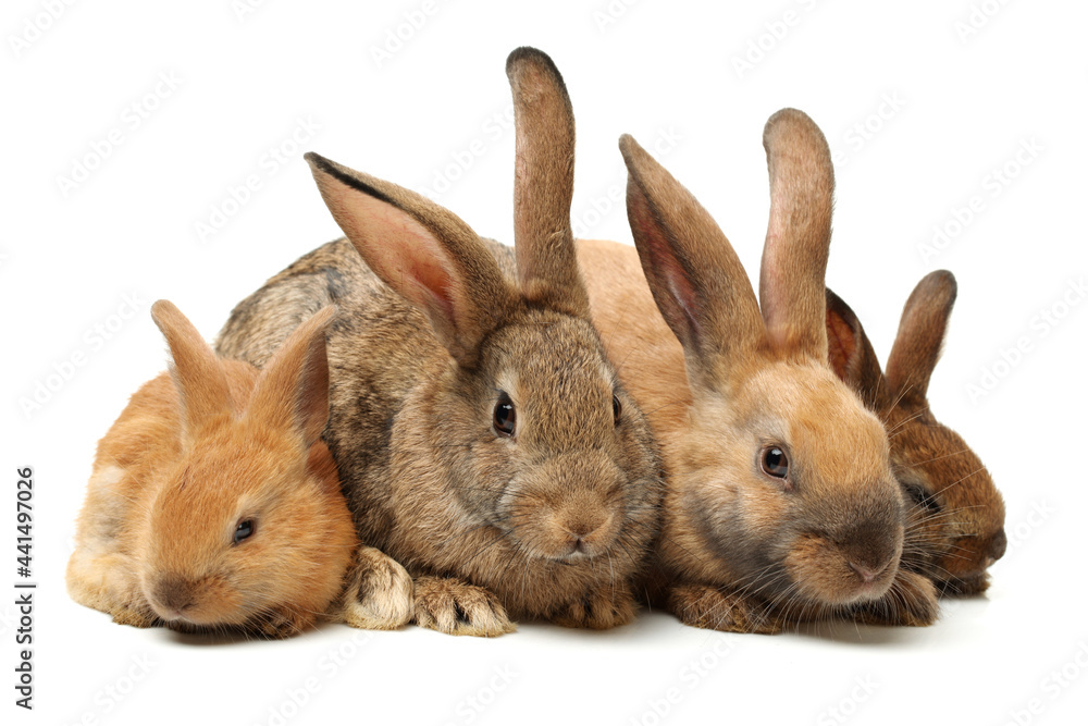 brown bunny rabbits isolated on white background brown bunny rabbits isolated on white background