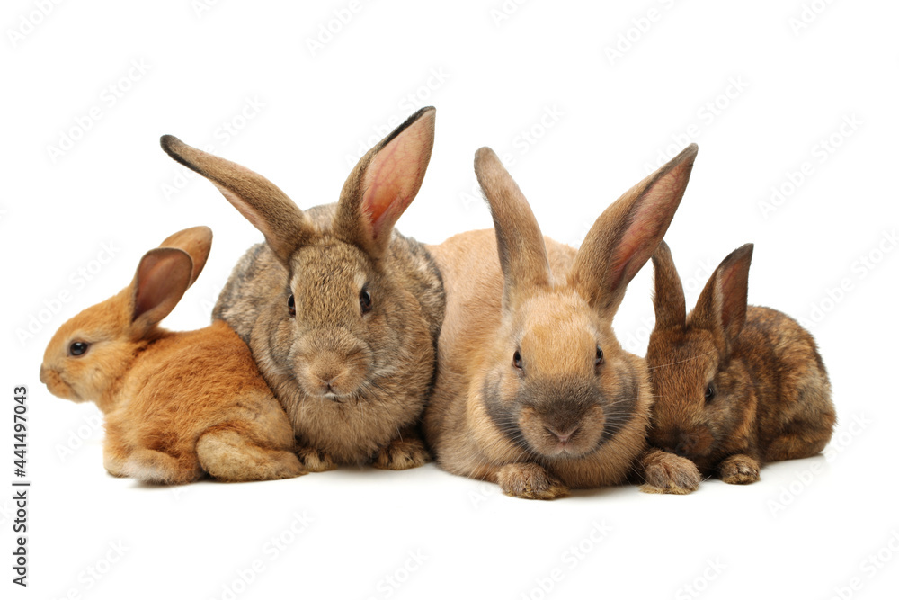 Obraz premium brown bunny rabbits isolated on white background 