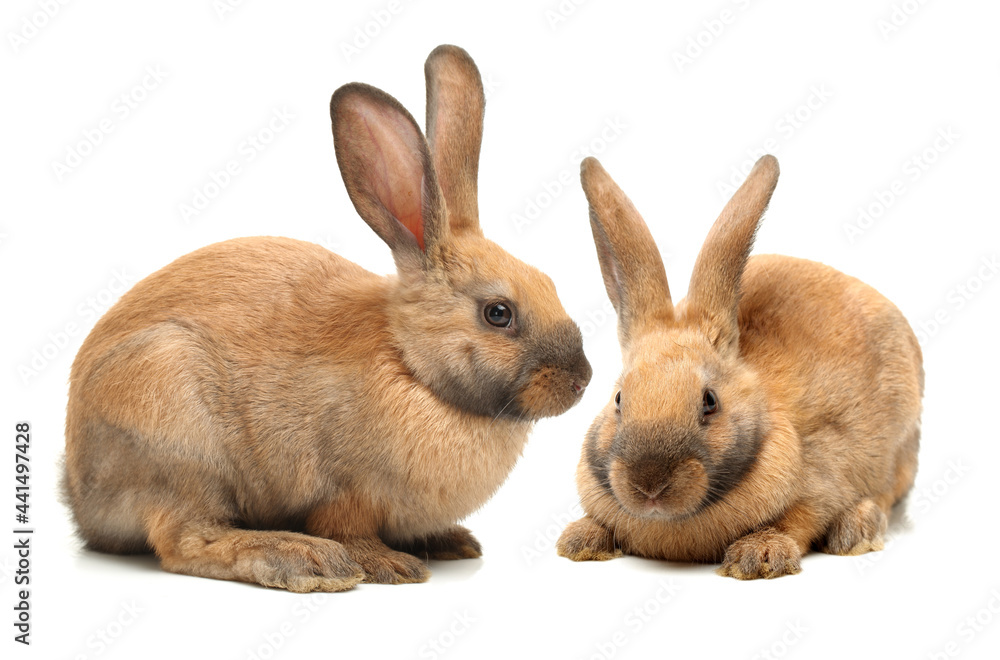 brown bunny rabbits isolated on white background brown bunny rabbits isolated on white background