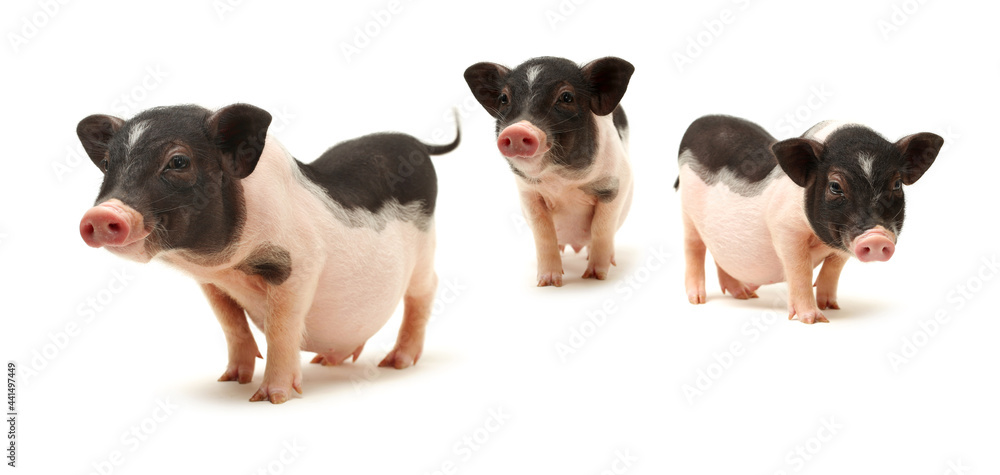 Cute black small-eared pig on white background 