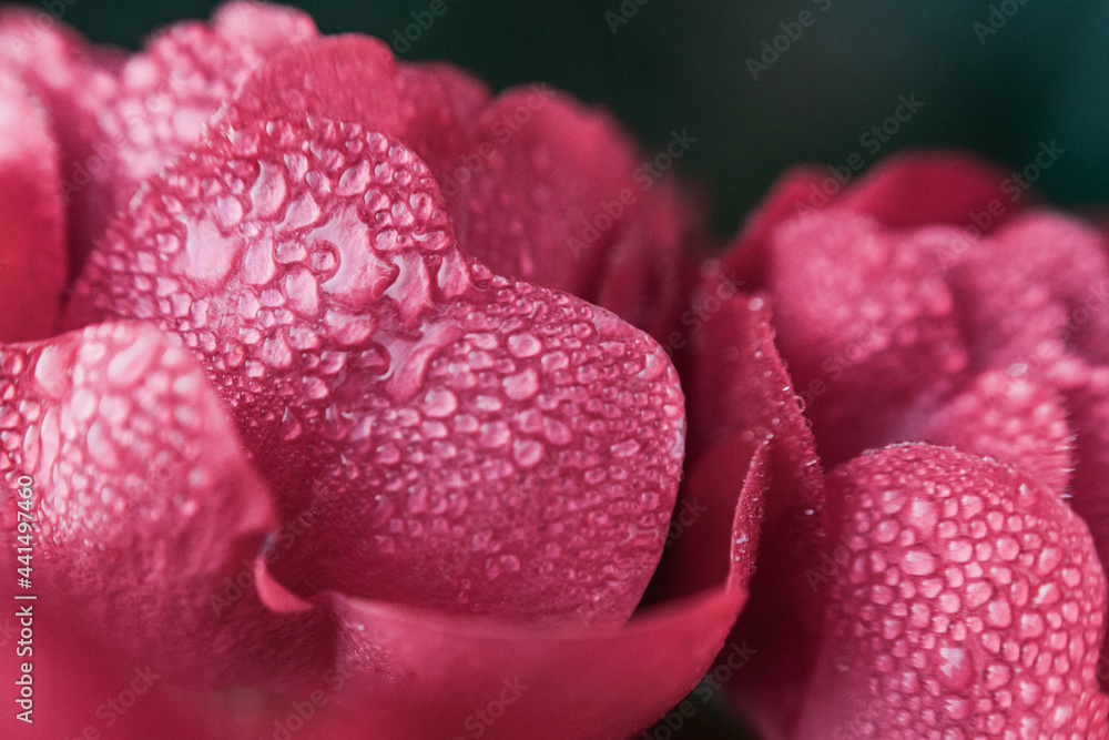 Rosa rosa con rocío del amanecer pequeñas gotas de agua macro fotografia petalos de rosa Rosa rosa con rocío del amanecer pequeñas gotas de agua macro fotografia petalos de rosa