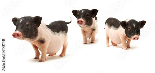Cute black small-eared pig on white background  © zcy