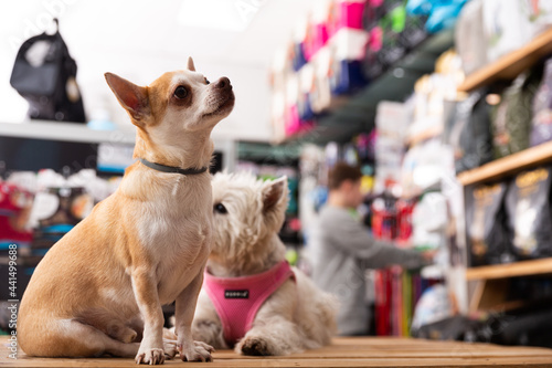 Portrait of chihuahua and west highland terrier dogs in a pet store. High quality photo