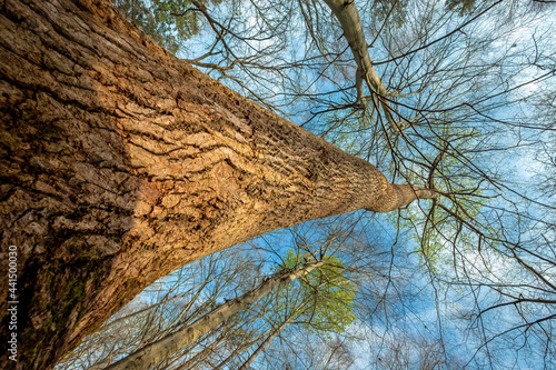 Hickory Tree on the Ribbonwalk Urban Trail, Charlotte, North Carolina