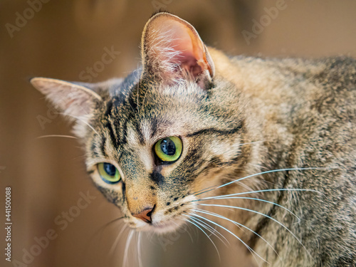 Close up shot of cute cat photo