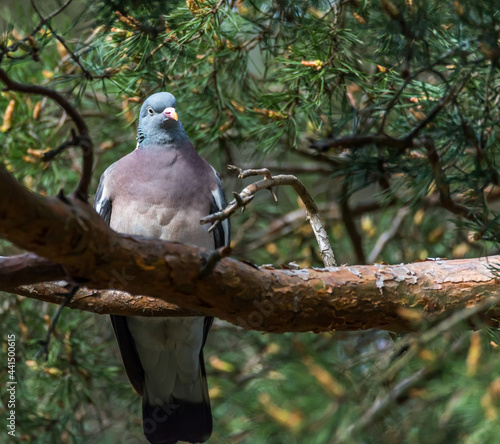 Common Wood Pigeon in a Tree in Latvia