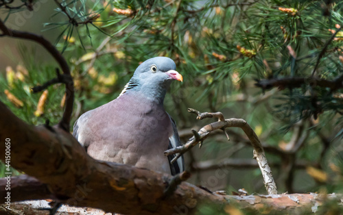 Common Wood Pigeon in a Tree in Latvia
