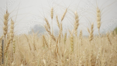 Wheat flour in wind 
