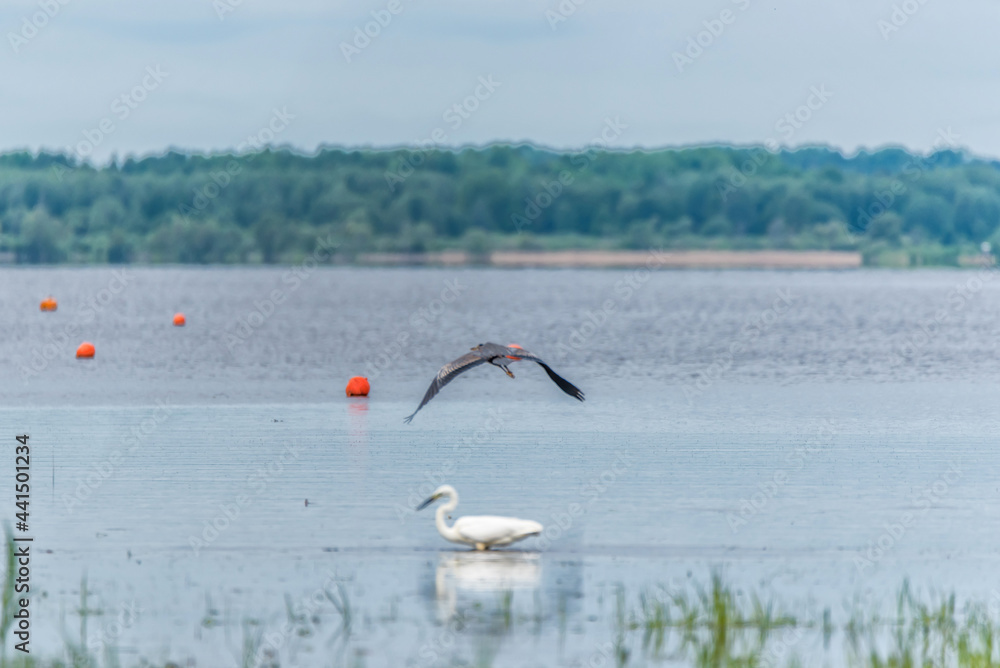 Gray Heron Flying over a Great White Egret at a Wetland Lake