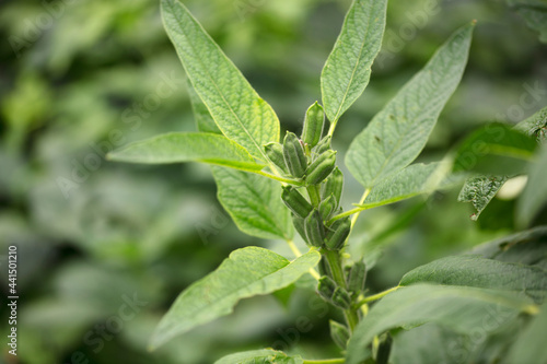 A sesame crop full of fruits

