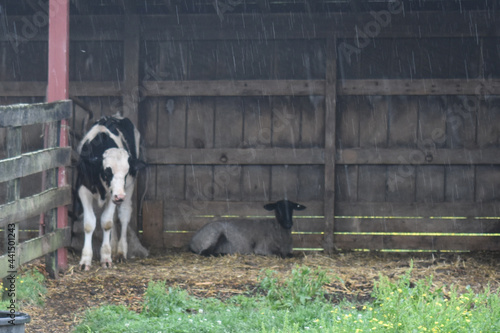 Cow and a sheep in a barn in the rain