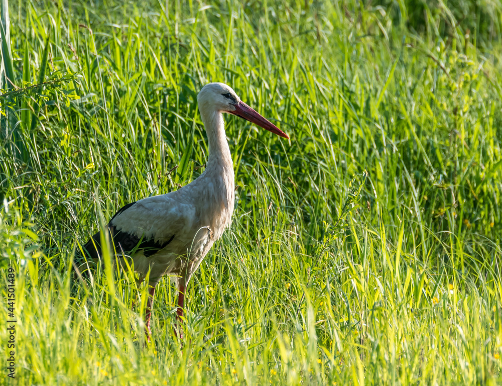 Fototapeta premium Stork Hunting for Frogs in a Wetland in Latvia