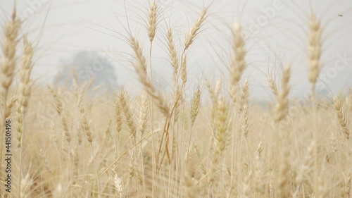 Wheat flour in wind 