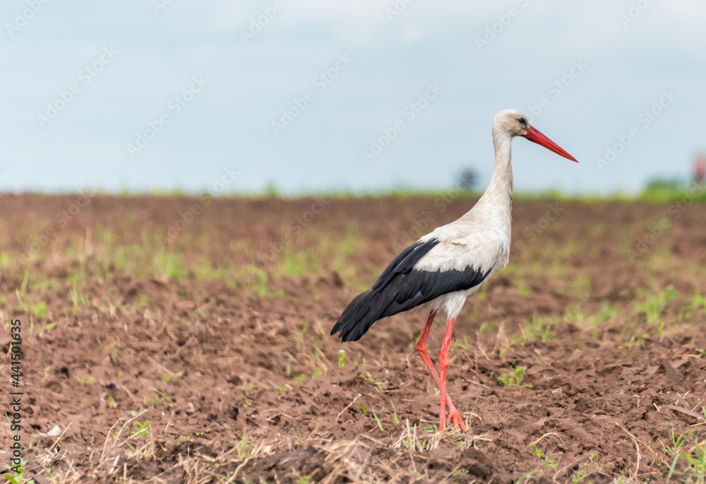 Fototapeta premium Stork Hunting in a Farm Field in Latvia