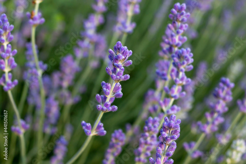 Lavendula  or lavender blossoms  swaying back and forth in the wind at dusk when the daylight is fading. Soft-focus background. Calming  soothing  relaxing  spa vibes  concept.