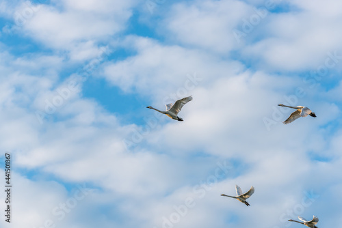 Swans Flying in Formation in a Cloudy Blue Sky